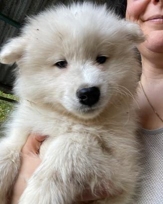 Cucciole di Samoiedo meravigliose