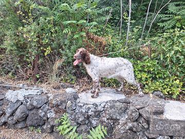 Setter inglese