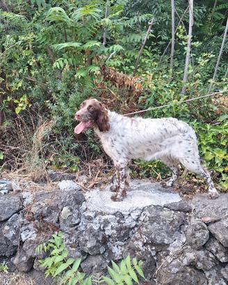 Setter inglese