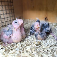 Calopsite allevate a mano