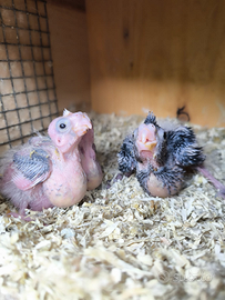 Calopsite allevate a mano