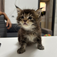 Cuccioli di 30 giorni di Maine coon gigante