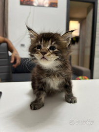 Cuccioli di 30 giorni di Maine coon gigante