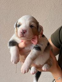 Australian shepherd