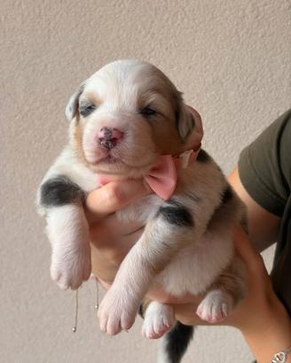 Australian shepherd