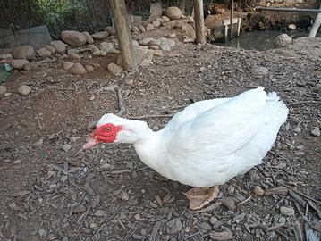 anatra muta maschio 