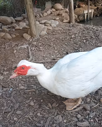 anatra muta maschio 