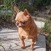 Chihuahua