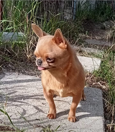 Chihuahua