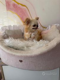 Chihuahua femmina