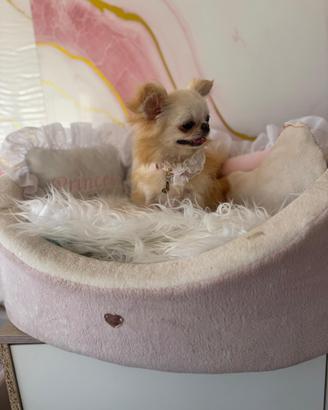 Chihuahua femmina
