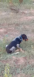 Setter inglesi pedigree radentis/Pianigiani