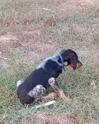 Setter inglesi pedigree radentis/Pianigiani