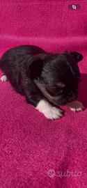 Cucciola di Chihuahua Femmina nera tric Pedigree