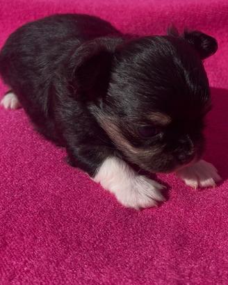 Cucciola di Chihuahua Femmina nera tric Pedigree