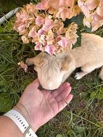 Cucciolo Chihuahua Molli