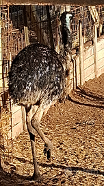 Emù australiano