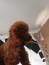 Barboncino maschio red con pedicre