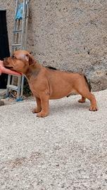 Cuccioli di Staffordshire bull terrier