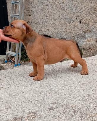 Cuccioli di Staffordshire bull terrier