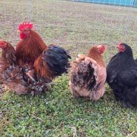 Galline cocincina