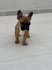 Cucciolo di bulldog francese