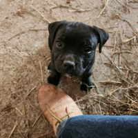 Cucciolata di staffordshire bull terrier