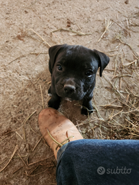 Cucciolata di staffordshire bull terrier