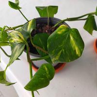 vasi di piantine di pothos