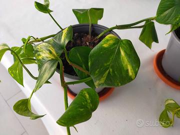 vasi di piantine di pothos