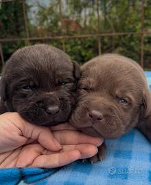 Labrador cioccolato pedigree e test pronti a mag