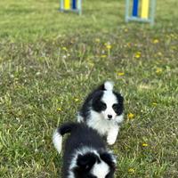 Border collie