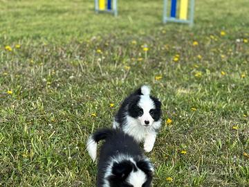 Border collie