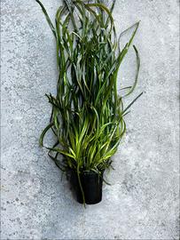 Vallisneria