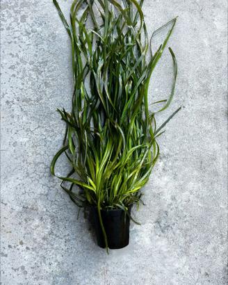 Vallisneria