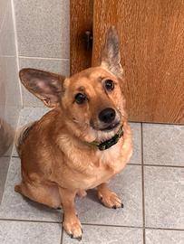Cane amorevole e giocoso