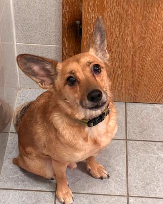 Cane amorevole e giocoso