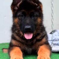 Cuccioli di pastore tedesco