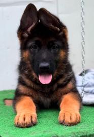 Cuccioli di pastore tedesco