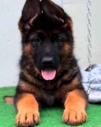 Cuccioli di pastore tedesco