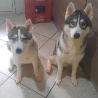 husky 8 mesi maschio e femmina