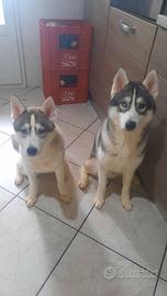 husky 8 mesi maschio e femmina