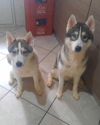 husky 8 mesi maschio e femmina