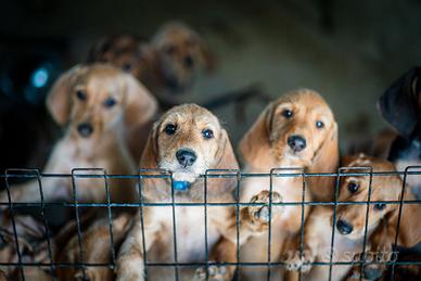 Cuccioli maschi segugio dell'appennino