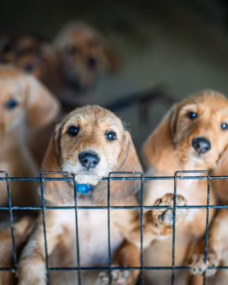 Cuccioli maschi segugio dell'appennino