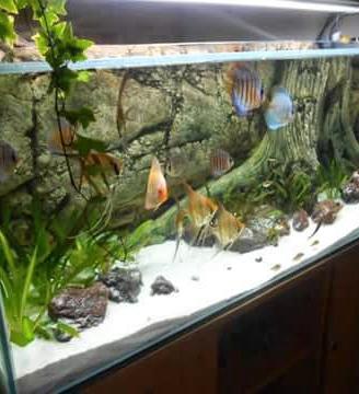 sfondo per acquario