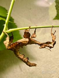 Extatosoma tiaratum insetto foglia secca