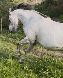 Cavalla
