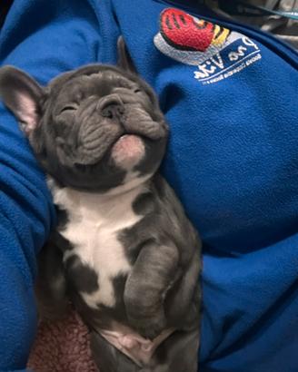 Bouledogue francese