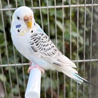 Coppia cocorite pronte per la cova